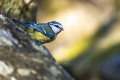 Close-up on a bluetit perched on the ground. the picture is taken in sweden during spring