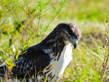 Close-up of a bird perching on a field