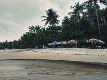 Palm trees on beach against sky