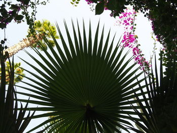 Low angle view of palm trees against sky