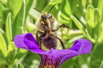 Close-up of honey bee on purple flower