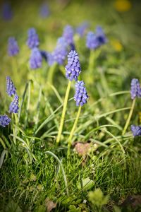 Close-up of purple flowers blooming in field