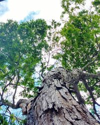 Low angle view of tree against sky