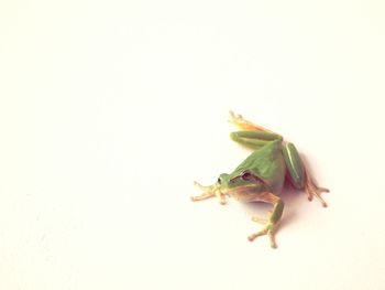 Close-up of over white background