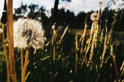 Close-up of flower on field