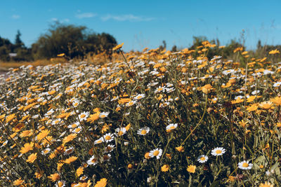 Close-up of flowering plants on field against sky