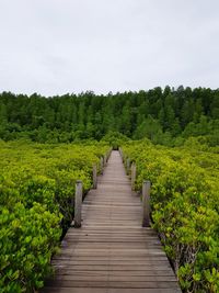 Boardwalk amidst trees in forest against sky