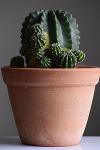 Close-up of potted plant on table