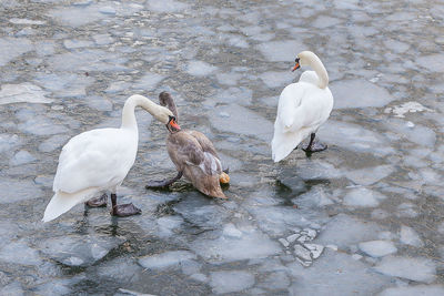 Swans on lake