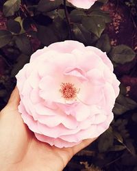 Close-up of hand holding flower