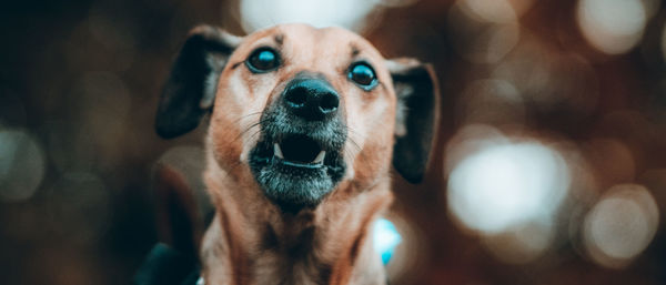 Close-up portrait of dog