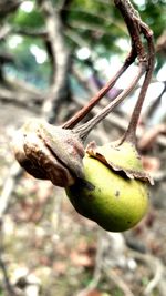 Close-up of fruit on tree