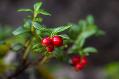 Close-up of red rose