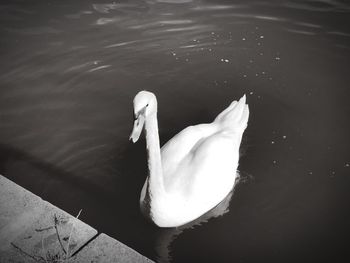 High angle view of swan in lake