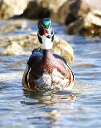 Male wood duck