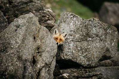 Portrait of fox amidst rocks