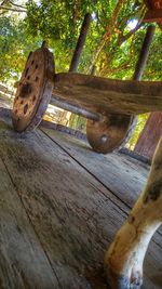 Close-up of old tree trunk in forest