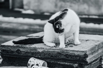 Portrait of cat relaxing outdoors