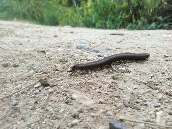 Close-up of insect on ground