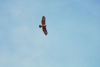 Low angle view of bird flying against blue sky