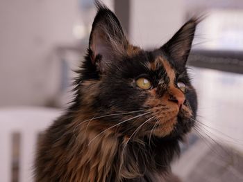 Close-up of a cat looking away