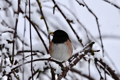 Bird perching on branch