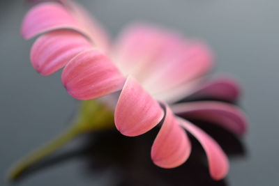 Close-up of pink flower