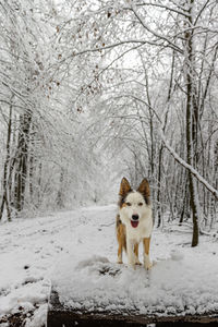 Dog running on snow covered field