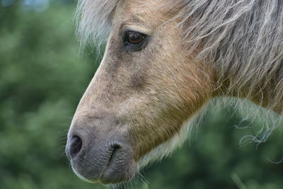 Close-up of a horse