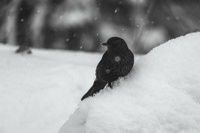 Monochrome picture of a blackbird in the snow.  the picture is taken in sweden.