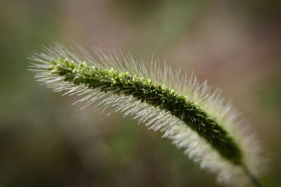 Close-up of plant