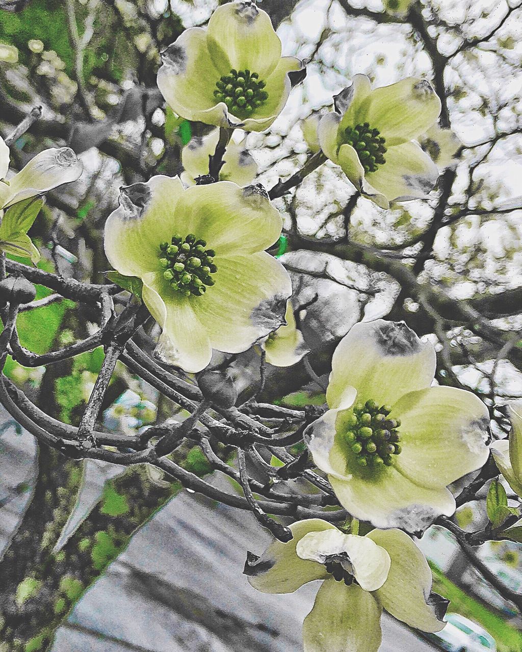 growth, flower, freshness, leaf, fragility, nature, plant, beauty in nature, white color, high angle view, green color, close-up, blooming, growing, day, outdoors, petal, branch, blossom, in bloom