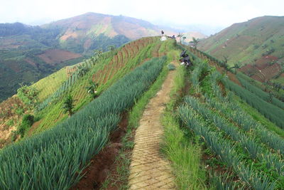 Scenic view of vineyard