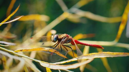 Close-up of insect on leaf