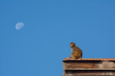 Low angle view of moneky against clear blue sky