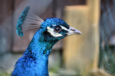 Close-up of peacock