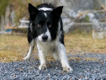 Portrait of dog looking away