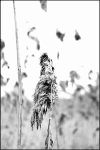 Close-up of wilted plant on field against sky