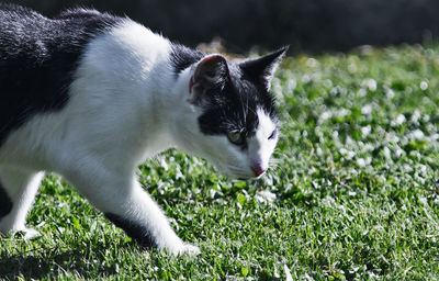 Dog grazing on grassy field