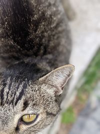Close-up portrait of a cat