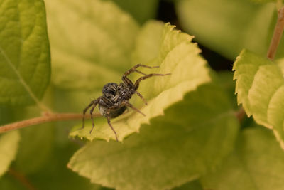 Close-up of spider on leaf