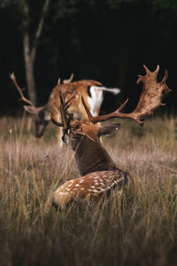 Deer resting on the ground 