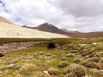 Rear view of horse on landscape against sky