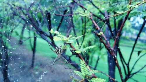 Close-up of spider in web