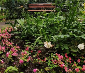 High angle view of pink flowering plants in yard