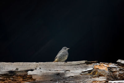 Close-up of bird perching on wood 