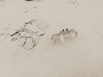 High angle view of birds on sand