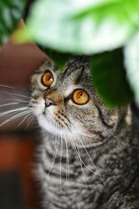 Close-up portrait of a cat