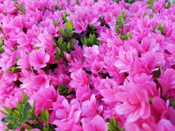 Full frame shot of pink flowering plants