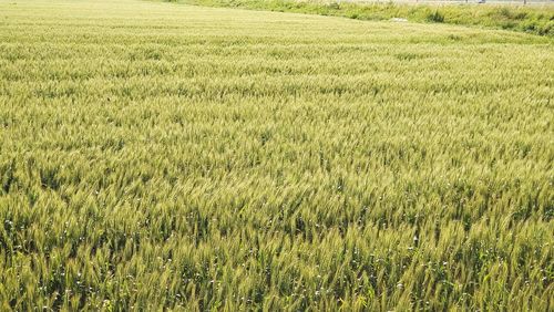 field
